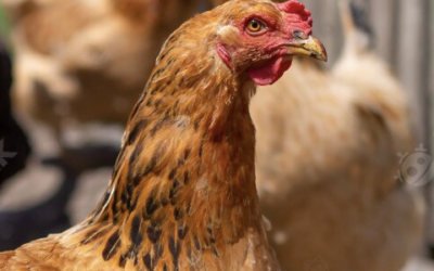 Lutte contre l’influenza aviaire hautement pathogène